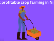 7 Most Profitable Crop Farming Business in Nigeria Most profitable crop farming in Nigeria