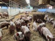 How to Start Pig Farming in Nigeria: 18 Easy Ways How to Start Pig Farming in Nigeria