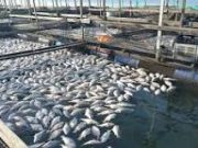 24 simple ways to start fish farming in Nigeria ways to start fish farming in Nigeria