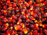 How to Start Palm Oil Business in Nigeria and Make Money How to Start Palm Oil Business in Nigeria
