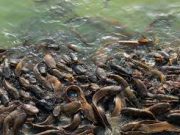 How to Start Buying and Selling Fish in Nigeria How to Start Buying and Selling Fish in Nigeria