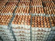 How to Start a Lucrative Egg Supply and Distribution Business in Nigeria How to Start a Lucrative Egg Supply and Distribution Business in Nigeria